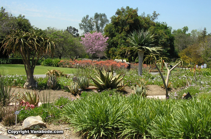 picture of la arboretum cactus garden
