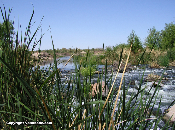 las vegas wash reeds picture