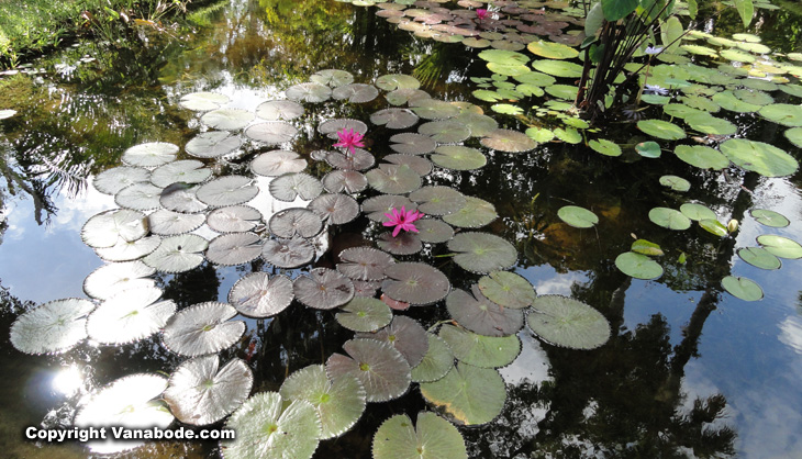 lily pond picture