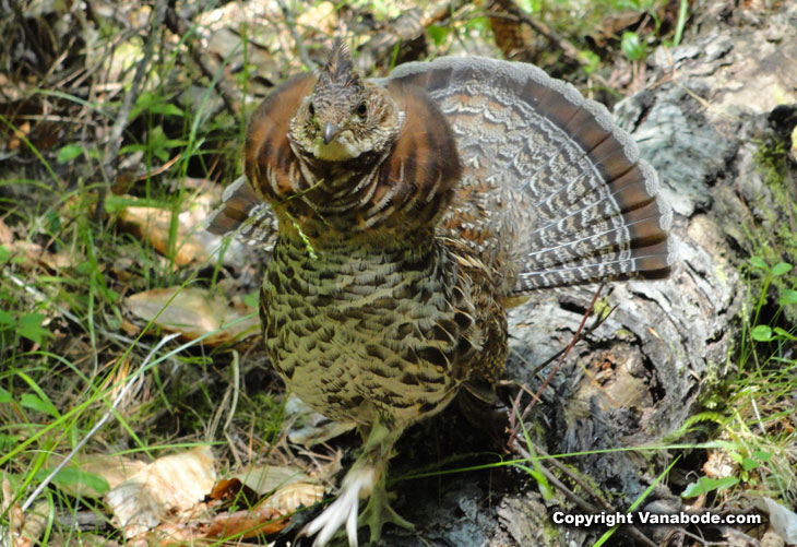grouse in moosehead lake in maine