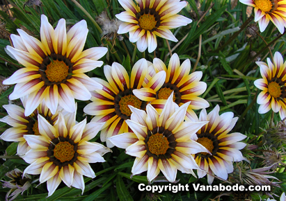 picture of stripped daisy at mendocino gardens