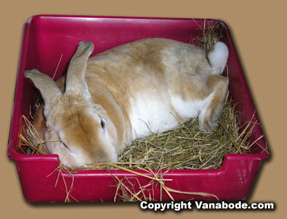 Picture of rabbit in trance with harness