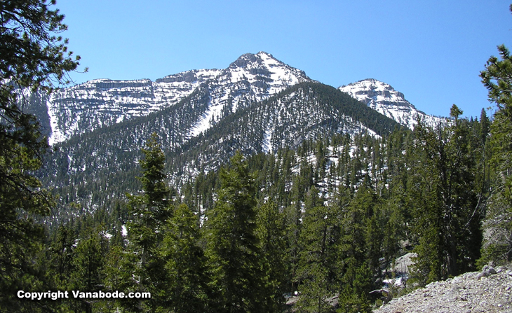 mt charleston bristlecone pine picture