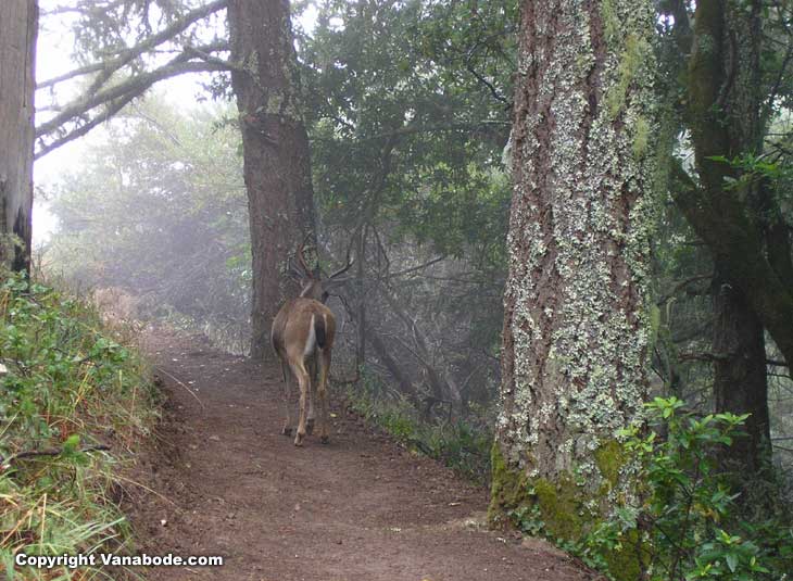 deer in muir woods picture