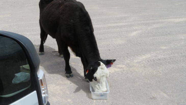 nevada cow drinking