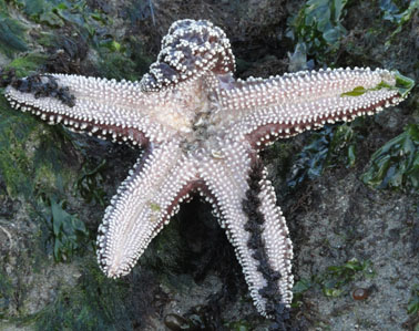 oregon coast starfish exposed in tide pool picture