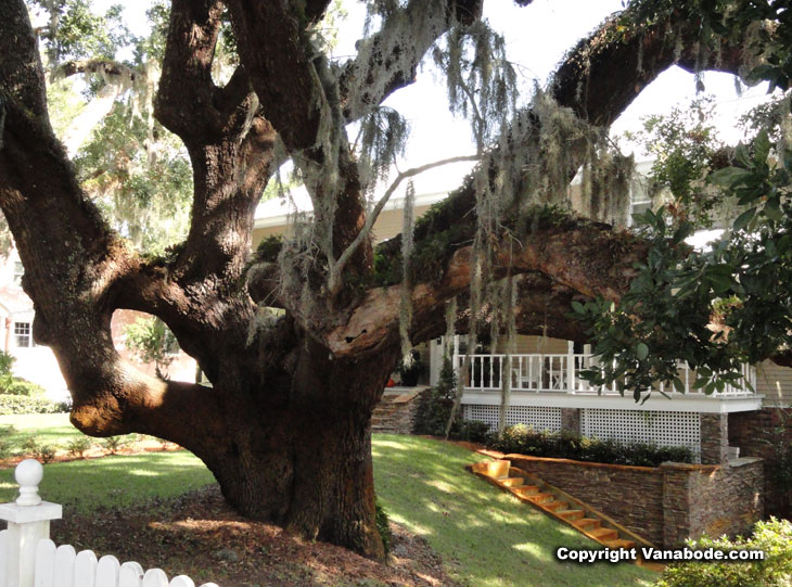 picture of old oak along ormond scenic drive