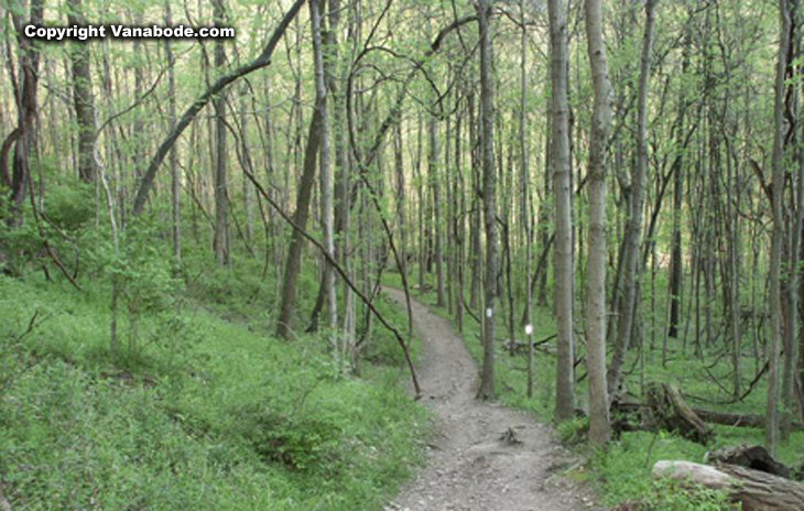 Picture of Percy Warner Park trail