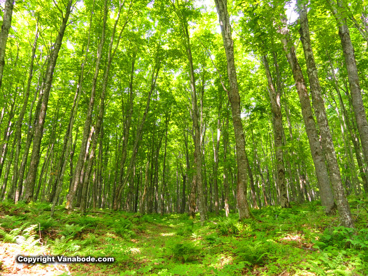 forrest in pictured rocks in michigan park