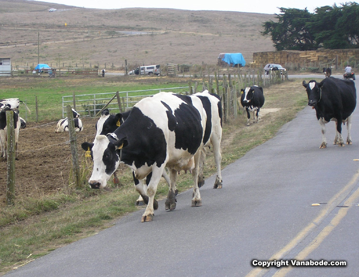 Picture of cattle at Point Reyes National Seashore California
