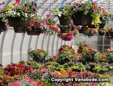 yellow rose nursery hanging flower baskets picture