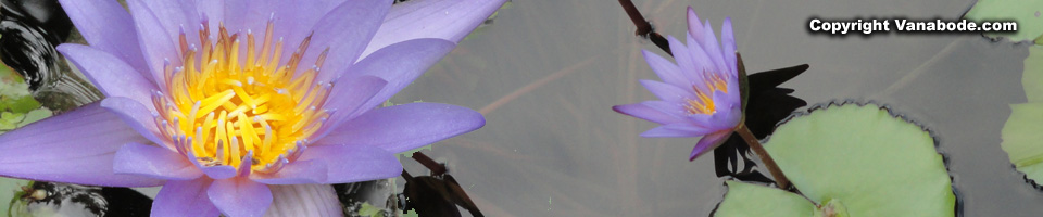 picture of a purple water lily