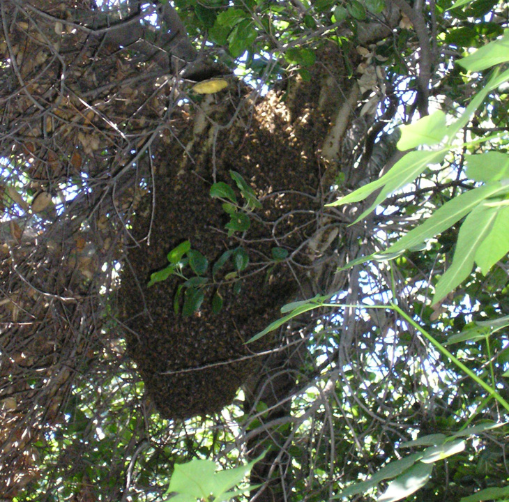 rancho santa ana gardens bee hive picture
