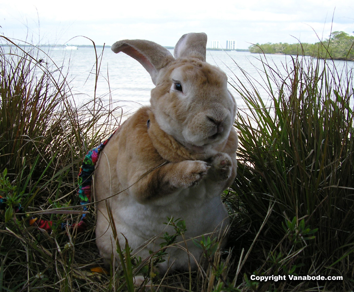 picture of rabbit cleaning by the river