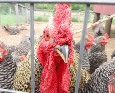 rooster at the howell farm in new jersey