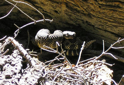 picture of rattlesnake in sequoia