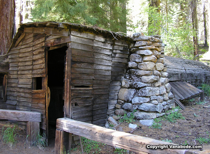 picture of tharp's log in sequoia forrest