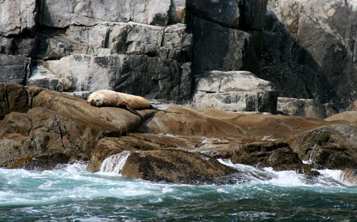 picture of stellar sea lion in kenai fjords national park alaska