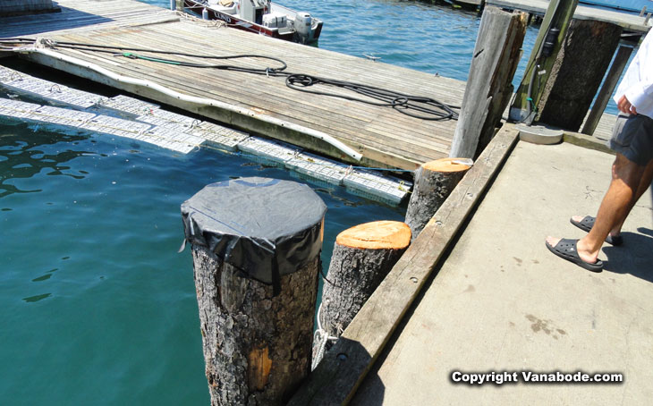 lobsters alive in crates in water