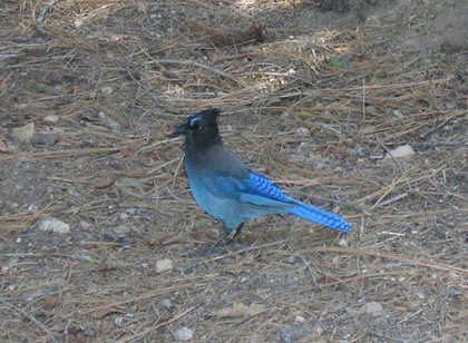 stellar blue jay picture
