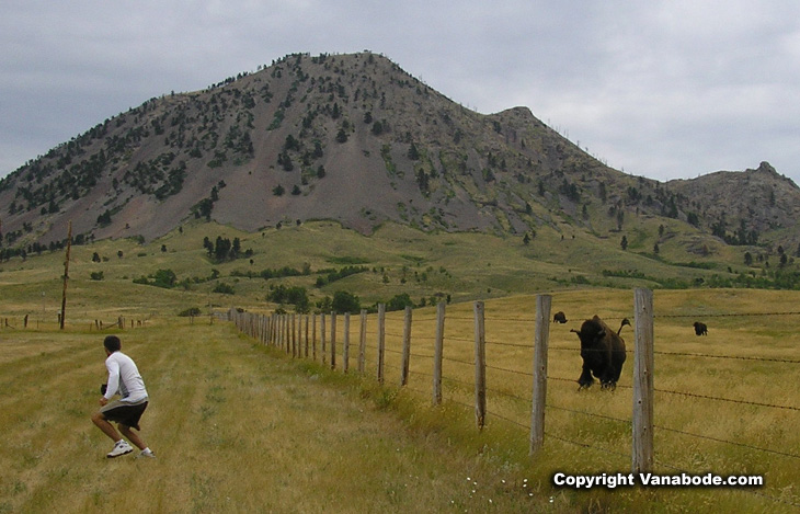 Picture of Jason being chased by a buffalo at Bear Butte Park