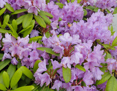 picture of washington state flower the coast rhododendron