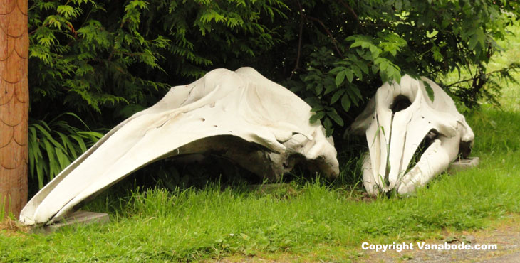 picture of whale skull and jaw bone cape flattery washington