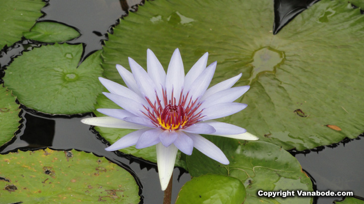 white waterlily picture