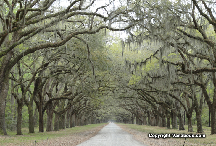 wormsloe historic site oak lined street picture savannah georgia