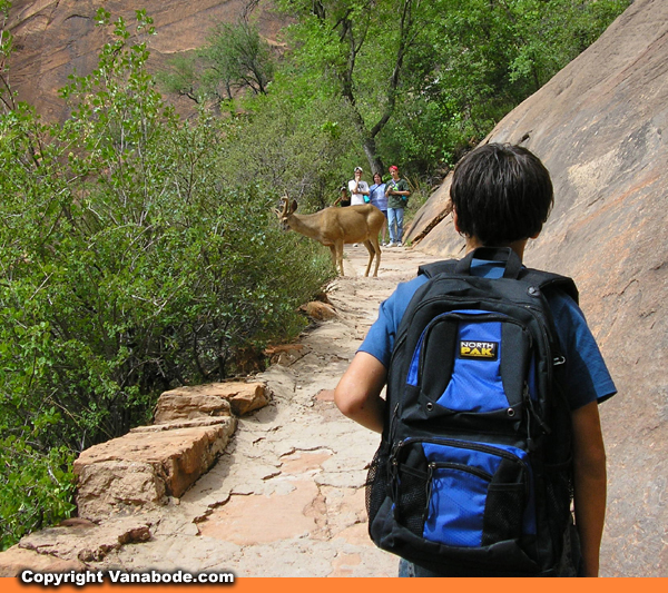 zion deer on trail picture